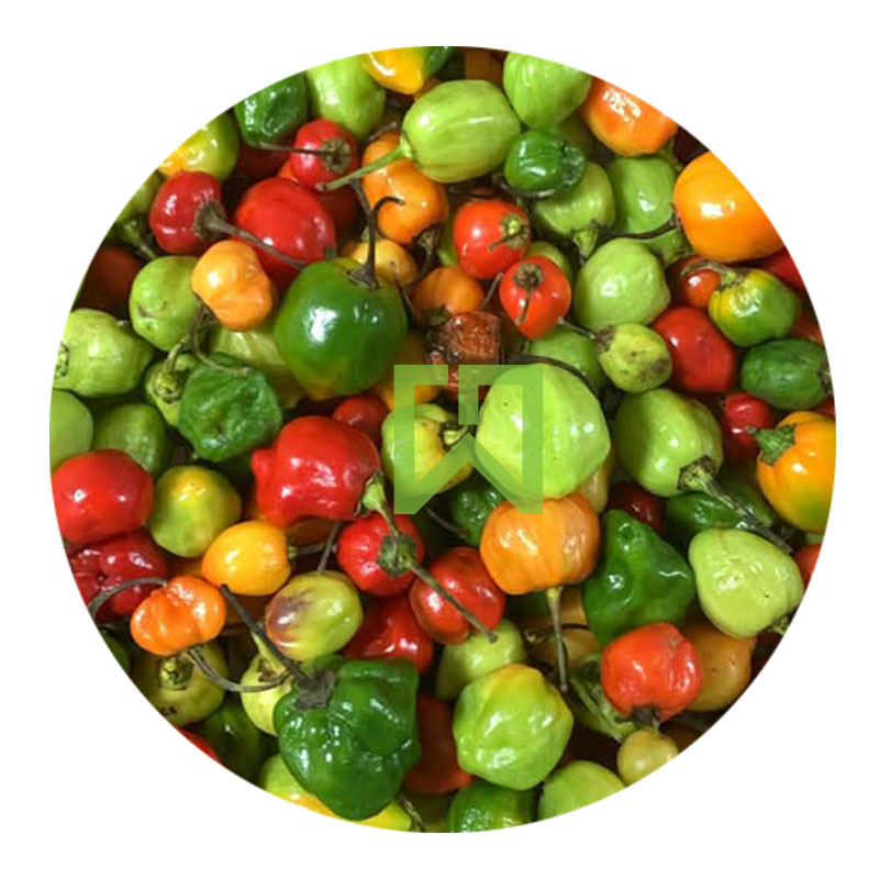 Bombay Kochchi 1kg